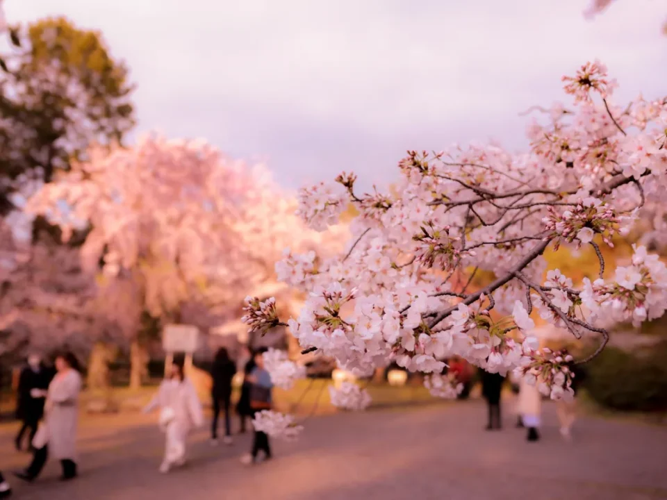 hanami giappone