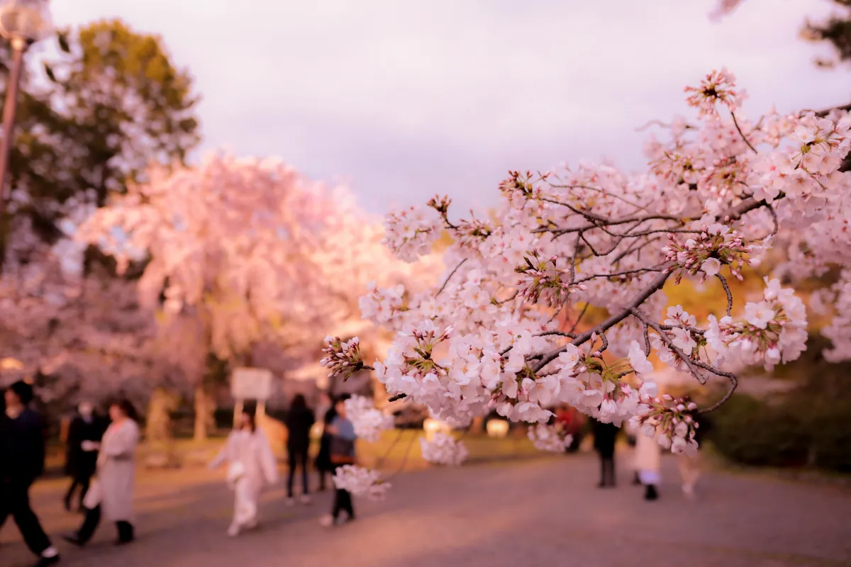 hanami giappone